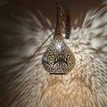 Moroccan handmade sconce brass wall light (Liyana)